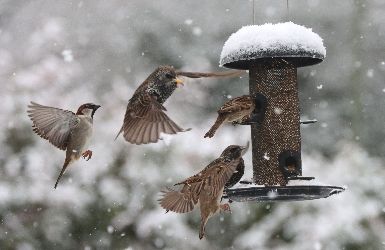 Wild Bird Feeder